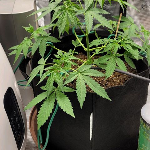 TriCross growlog timeline photo