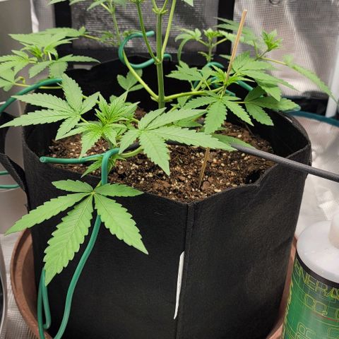 TriCross growlog timeline photo