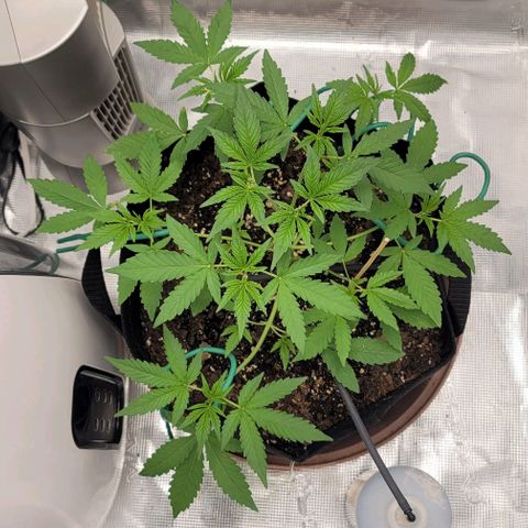 TriCross growlog timeline photo