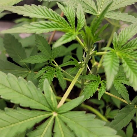 TriCross growlog timeline photo