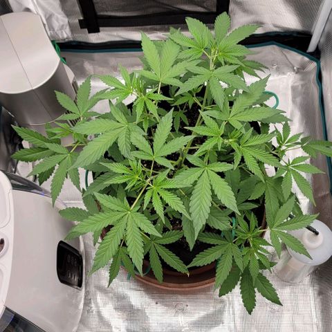 TriCross growlog timeline photo