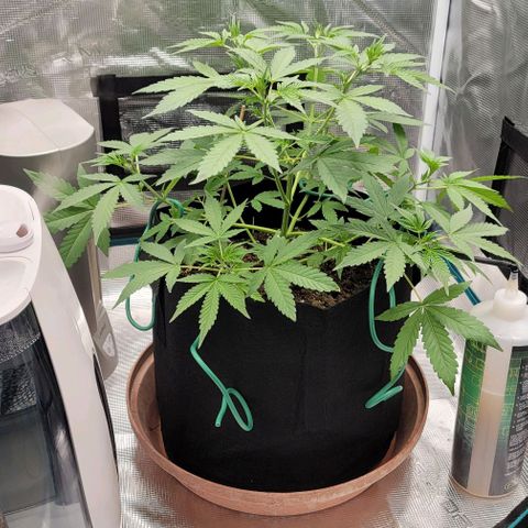 TriCross growlog timeline photo