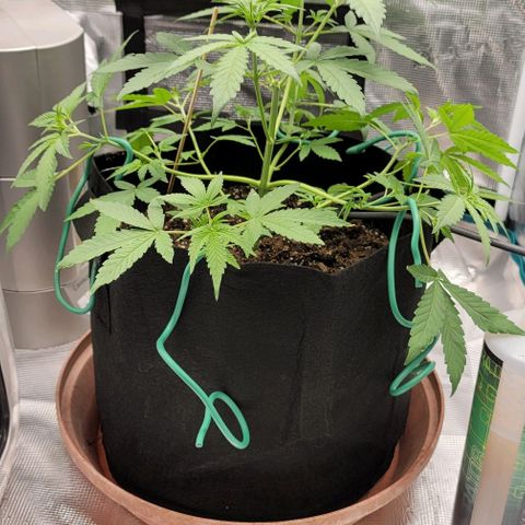 TriCross growlog timeline photo