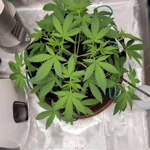 TriCross growlog timeline photo