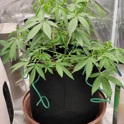 TriCross growlog timeline photo