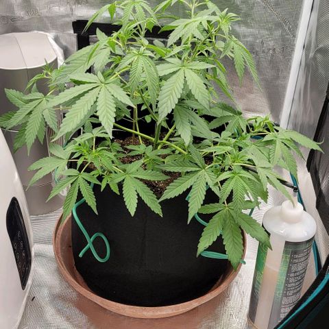 TriCross growlog timeline photo