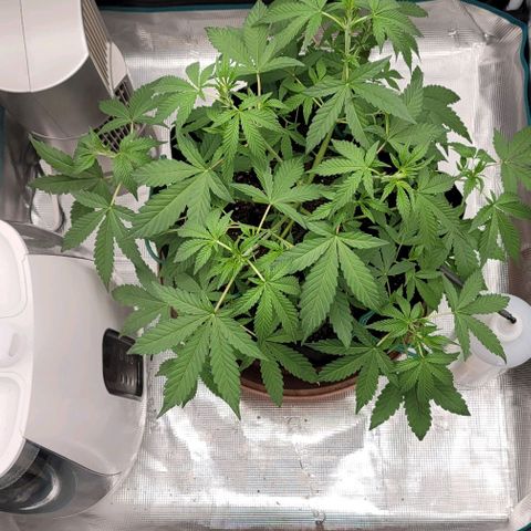 TriCross growlog timeline photo