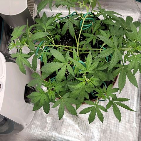 TriCross growlog timeline photo