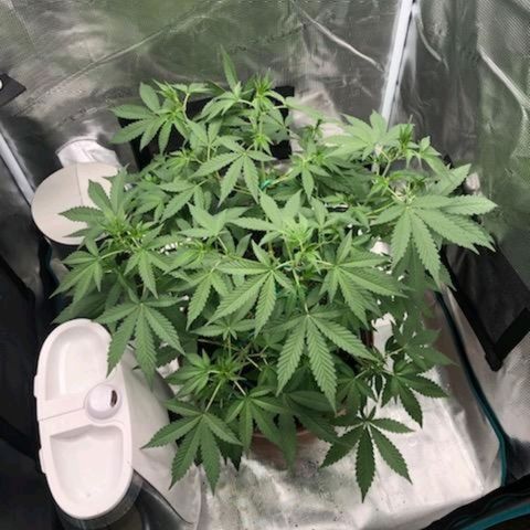 TriCross growlog timeline photo