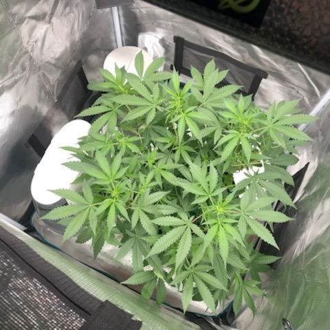 TriCross growlog timeline photo