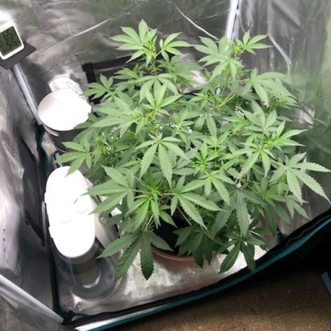 TriCross growlog timeline photo