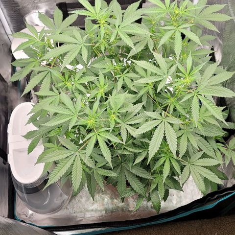 TriCross growlog timeline photo
