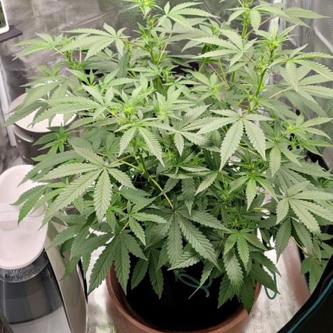TriCross growlog timeline photo