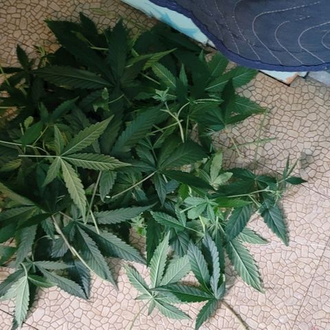 TriCross growlog timeline photo