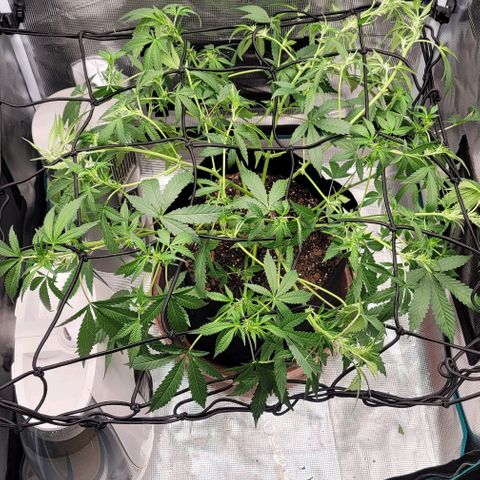 TriCross growlog timeline photo