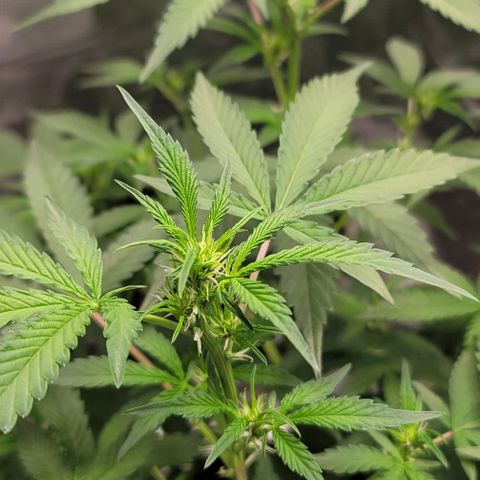 TriCross growlog timeline photo