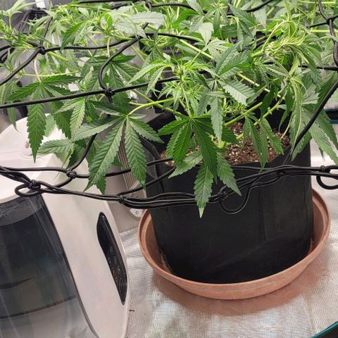 TriCross growlog timeline photo
