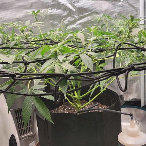 TriCross growlog timeline photo