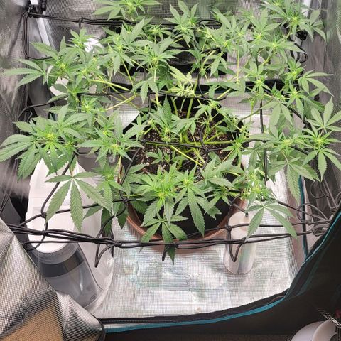 TriCross growlog timeline photo