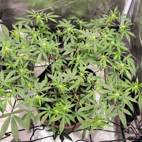 TriCross growlog timeline photo