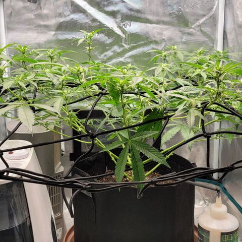 TriCross growlog timeline photo
