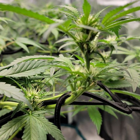 TriCross growlog timeline photo