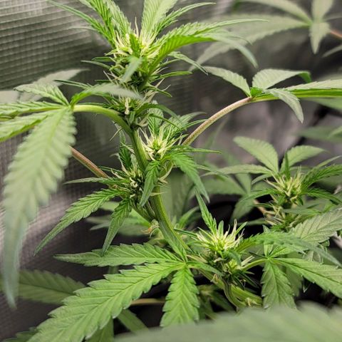 TriCross growlog timeline photo