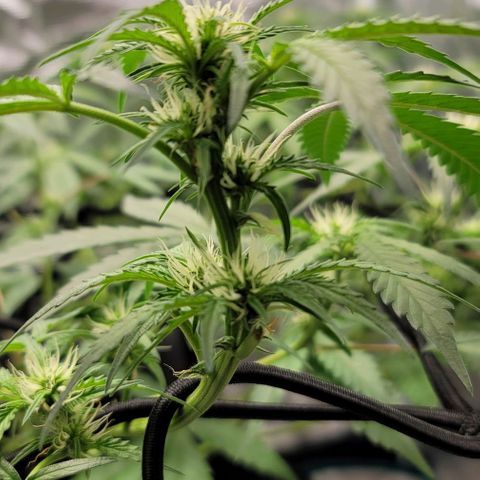 TriCross growlog timeline photo