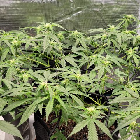 TriCross growlog timeline photo