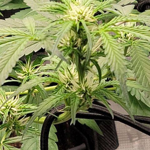 TriCross growlog timeline photo