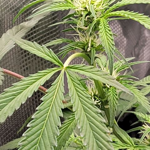TriCross growlog timeline photo