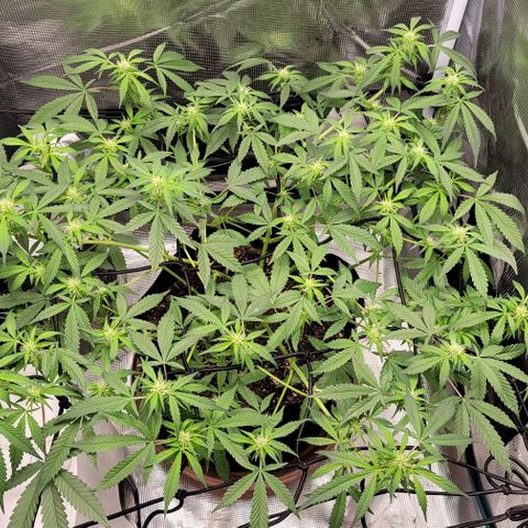 TriCross growlog timeline photo