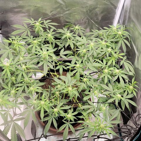 TriCross growlog timeline photo