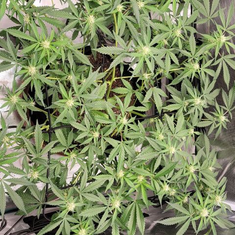 TriCross growlog timeline photo