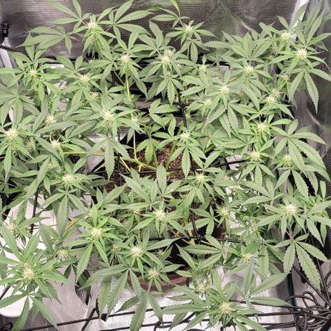 TriCross growlog timeline photo