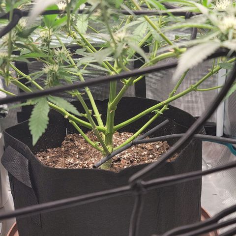 TriCross growlog timeline photo