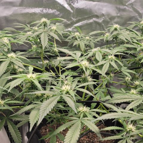TriCross growlog timeline photo