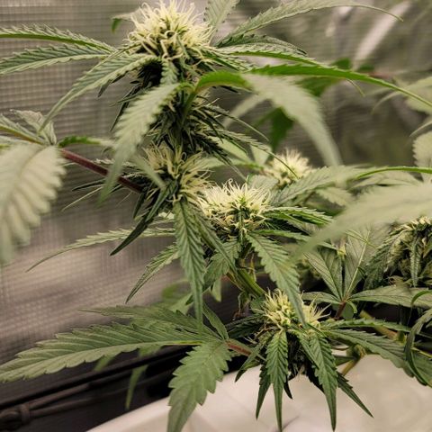 TriCross growlog timeline photo