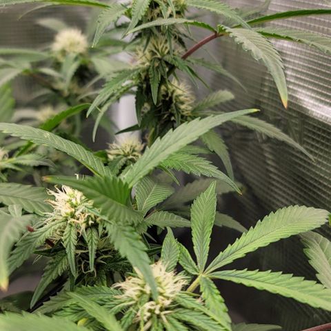 TriCross growlog timeline photo