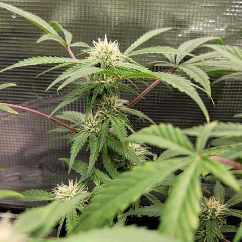 TriCross growlog timeline photo