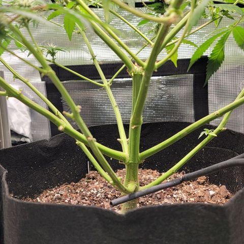 TriCross growlog timeline photo