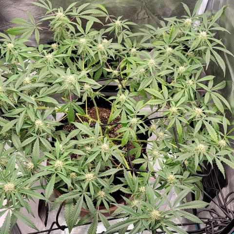 TriCross growlog timeline photo