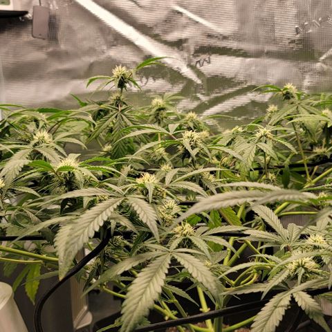 TriCross growlog timeline photo