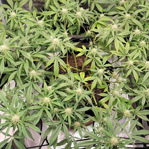 TriCross growlog timeline photo