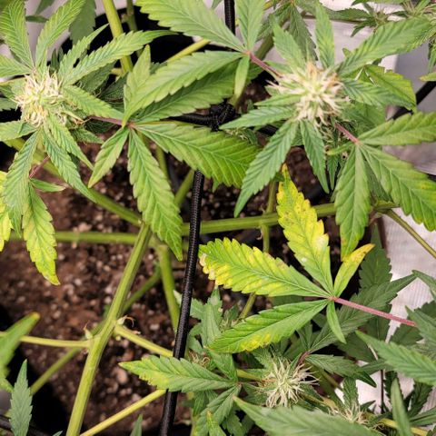 TriCross growlog timeline photo
