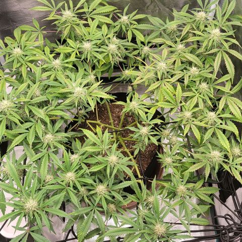 TriCross growlog timeline photo