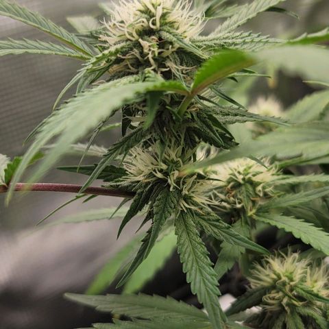 TriCross growlog timeline photo