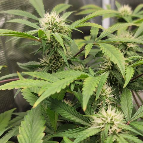 TriCross growlog timeline photo