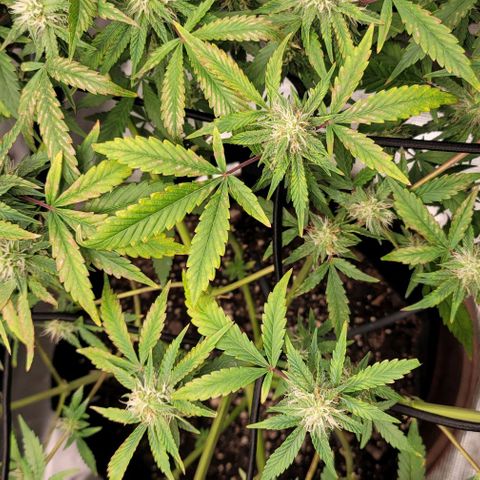 TriCross growlog timeline photo