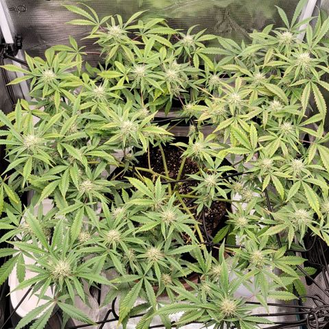 TriCross growlog timeline photo
